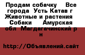 Продам собачку  - Все города, Усть-Катав г. Животные и растения » Собаки   . Амурская обл.,Магдагачинский р-н